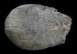 Cretaceous Palm Fruit Fossil - Hell Creek Formation #34517-1